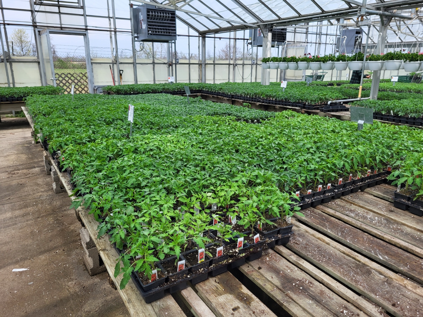 A greenhouse full of tomato transplants in trays sitting on top wooden planks.